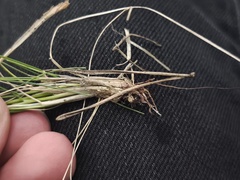 Festuca filiformis, photograph (c) arthur_haendler, some rights reserved (CC BY)