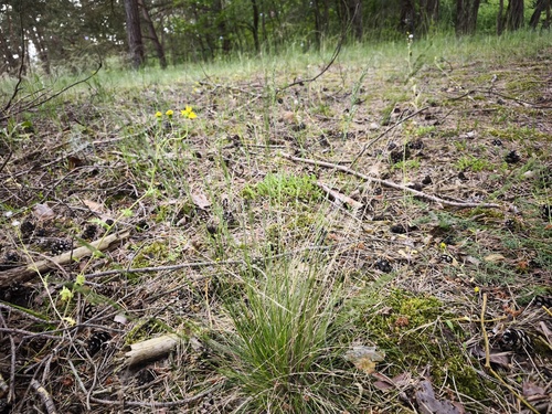 Festuca filiformis, photograph 5