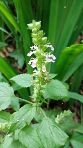 Teucrium vesicarium observed 2026-05-16