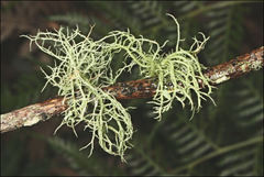 Usnea inermis
