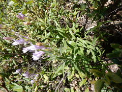Penstemon lyallii