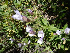 Penstemon lyallii