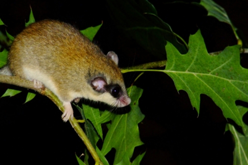 Eurasian Forest Dormouse