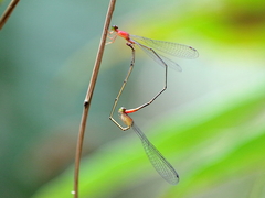 Teinobasis rufithorax