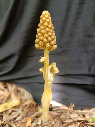 bird's-nest orchid