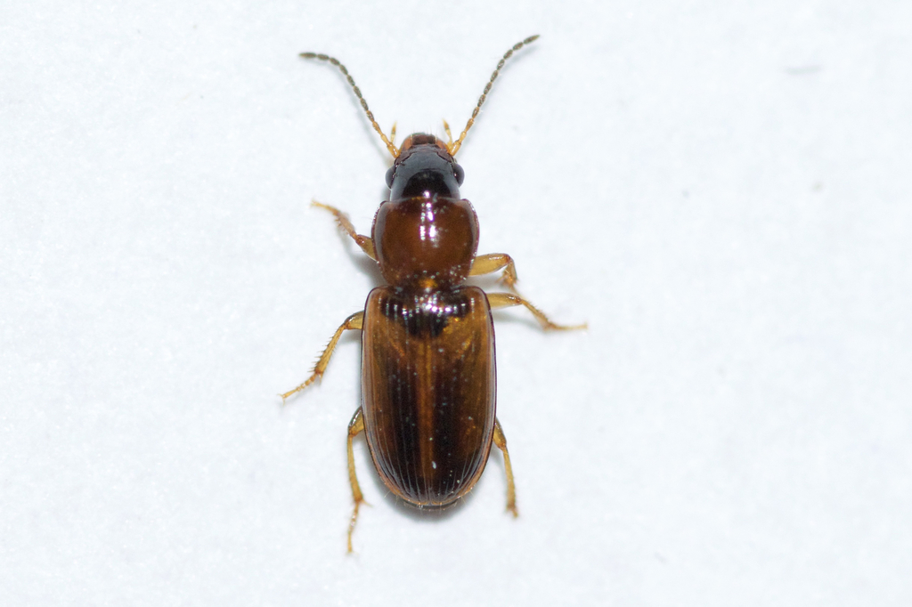 Sharing Harp Ground Beetle