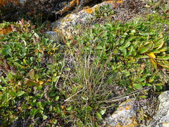 Poa tolmatchewii