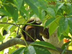 Sciurus deppei