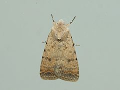 Caradrina clavipalpis