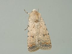 Caradrina clavipalpis
