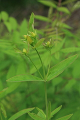 Hypericum ascyron gebleri