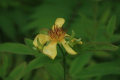 Hypericum ascyron gebleri