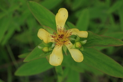 Hypericum ascyron gebleri