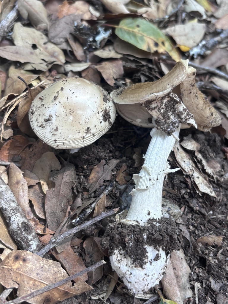Deathcap · May 2026 · photo: Photo: (c) reagan peschke, some rights reserved (CC BY) · iNaturalist