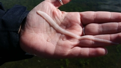 Cestoda