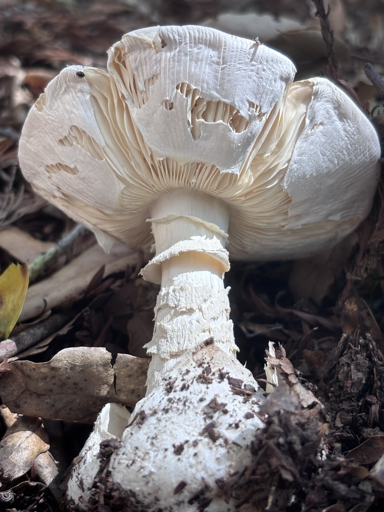 Deathcap · May 2026 · photo: Photo: (c) reagan peschke, some rights reserved (CC BY) · iNaturalist