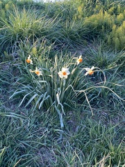 Narcissus × incomparabilis
