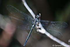 Zygonyx iris malayanus