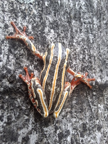 Painted Reed Frog
