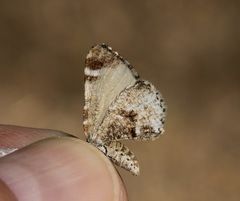 Stamnodes topazata