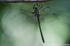 Zygonyx iris malayanus