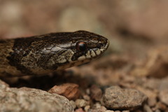 Iberian False Smooth Snake photo 5