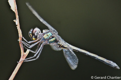 Zygonyx iris malayanus
