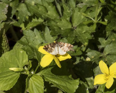 Enchoria lacteata