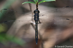 Zygonyx iris malayanus