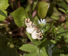 Enchoria lacteata