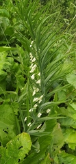 Polygonatum sewerzowii, photograph author not stated, no rights reserved