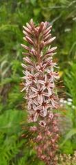 Eremurus regelii, photograph author not stated, no rights reserved