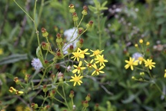 Senecio polyanthemoides, photograph (c) Dr. Alexey Yakovlev, some rights reserved (CC BY)