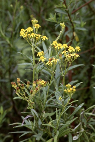 Senecio polyanthemoides, photograph 1