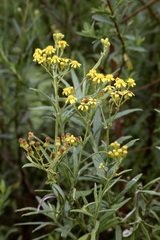 Senecio polyanthemoides, photograph (c) Dr. Alexey Yakovlev, some rights reserved (CC BY)