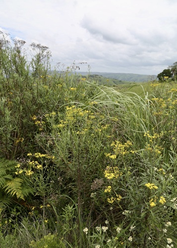 Senecio polyanthemoides, photograph 3