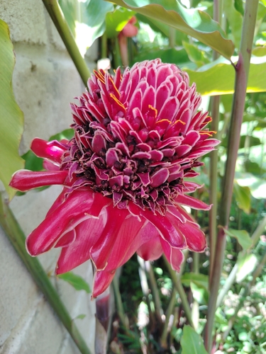 Torch ginger