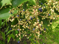 Miconia minutiflora