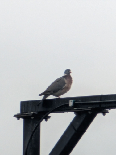 Common Wood-Pigeon