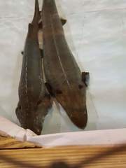 Acipenseridae