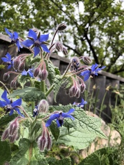 Borago