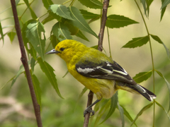 Marshall's Iora photo 1