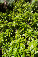 Peperomia berteroana