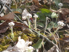 Antennaria virginica