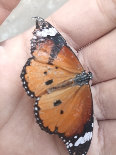 Plain Tiger Butterfly
