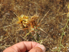 Centaurea ornata, photograph (c) Duarte Frade, some rights reserved (CC BY)