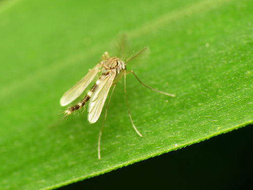 Labrundinia pilosella