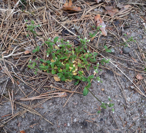 Cerastium semidecandrum, photograph 3