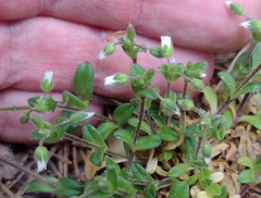 Cerastium semidecandrum, photograph (c) Bartosz Czołczyński, some rights reserved (CC BY)