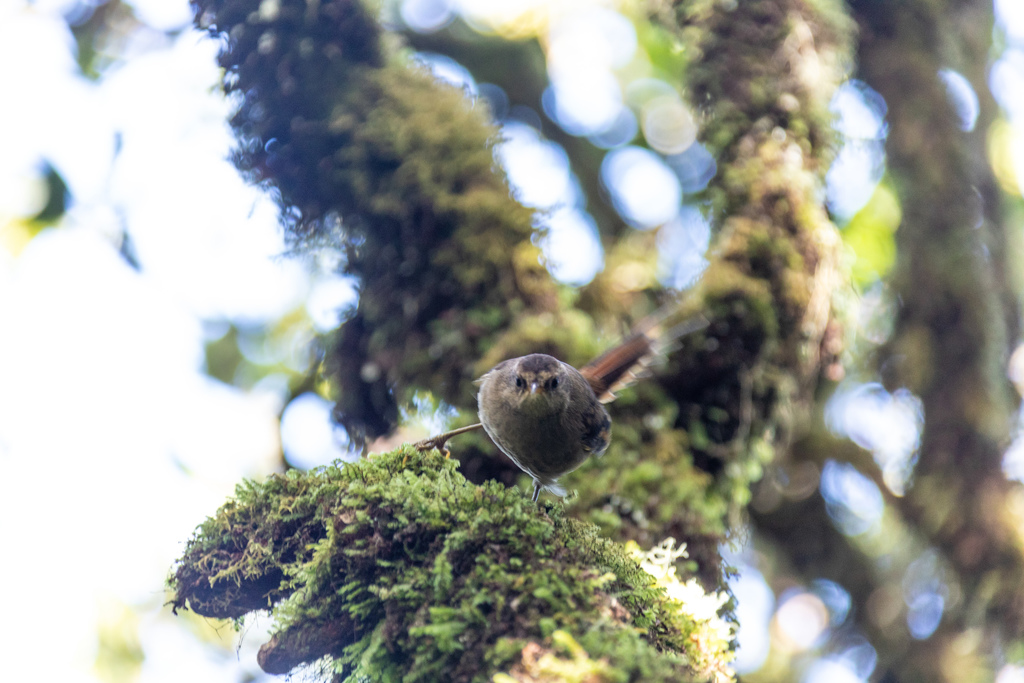 Masafuera Rayadito photo